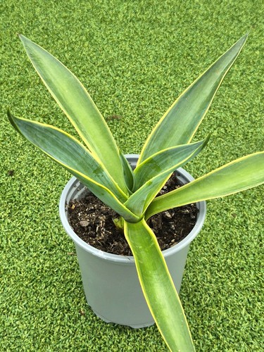 Agave demeesteriana