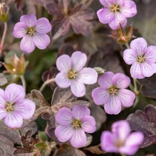 Geranium 'Dusky Crug'. Plug Plant x 4. Pink geranium flowers for pollinators