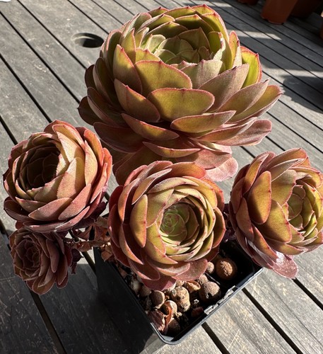 Aeonium halloween big bang - halloween,