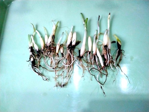 Wild garlic bare bulbs - 15,