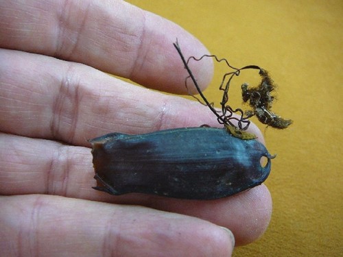 Small catshark egg - (s800-141),