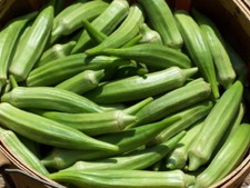 Okra Clemsons Spineless Seeds