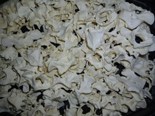 Genuine domestic rabbit craft