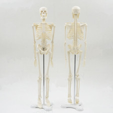 Human anatomical skeleton - anatomical,