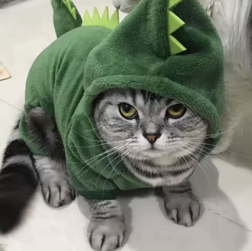Medium sized dog - medium-sized, cat