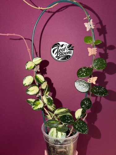Hoya mathilde variegated - hoya,