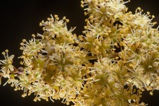 Lawsonia Inermis 600+ Seeds