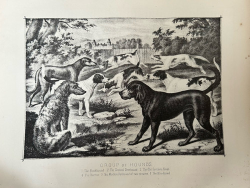 Antique dog print c1880s - dog,