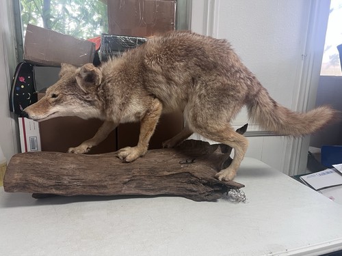 Taxidermy coyote log full - log,