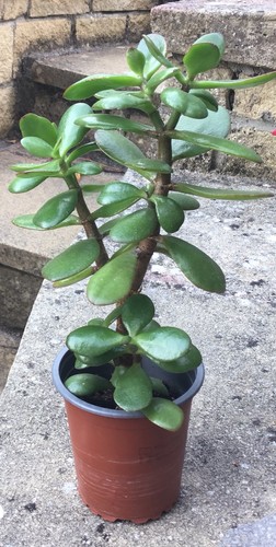 Large jade plant crassula - large,