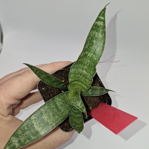 Mini snake plant rare - snake,