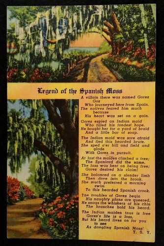 Florida postcard vtg - vtg, early