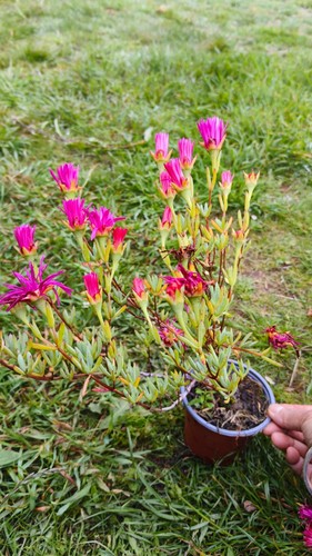 Large delosperma plant - 1x,