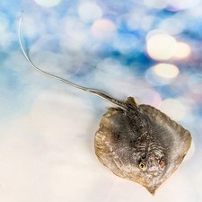 Stingray fish Ray Nautical