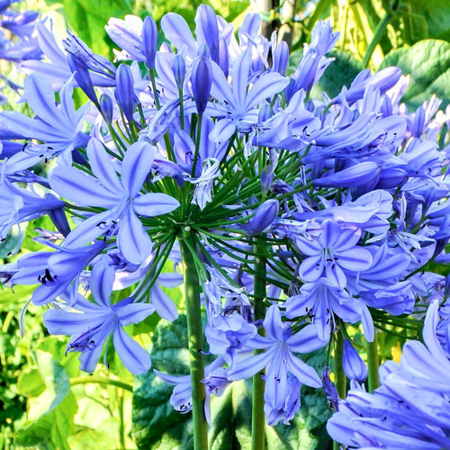 Agapanthus africanus african - agapanthus,