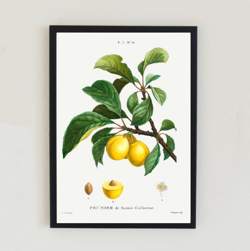 Botanical citrus fruit vintage - citrus,