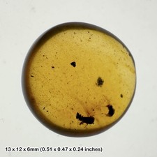 Burmese Cretaceous Amber with