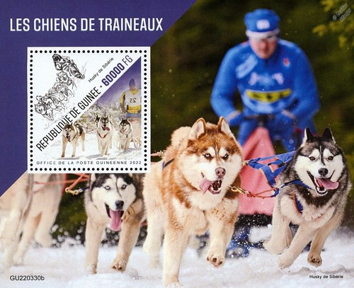 Sled dogssiberian husky - dogssiberian, arctic
