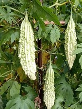 10Kerela Bitter Gourd