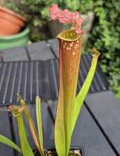 Sarracenia Farnhamii 9cm Pot
