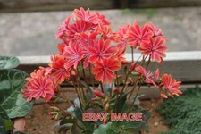 PHOTO  LEWISIA COTYLEDON