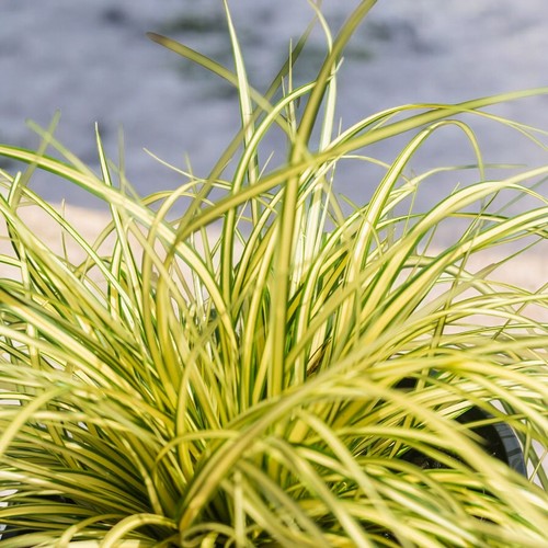 Carex evergold plants 9cm - 3,