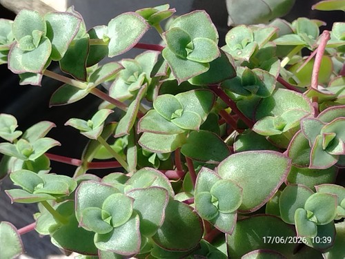 One pot callisia - one,