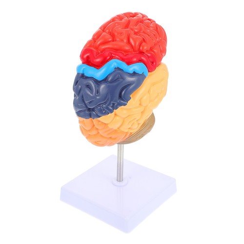 Teaching brain anatomical - brain,