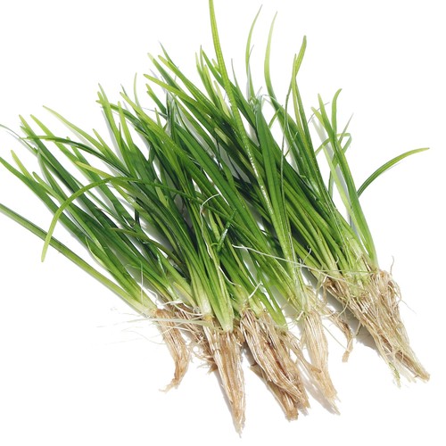 Sagittaria natans grass - 5x,