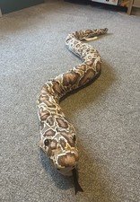 Ikea Djungelskog Python Snake Soft Toy Plush Hand Puppet #1