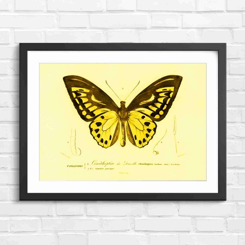 Ornithoptera butterfly - ornithoptera,