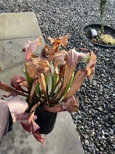 Sarracenia x Catesbaei giant