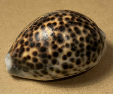 Large Tiger Cowrie Sea Shell 7