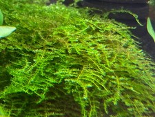 30g Java Moss SHRIMP SAFE Live Carpet Plants Aquarium Tropical Fish Tank