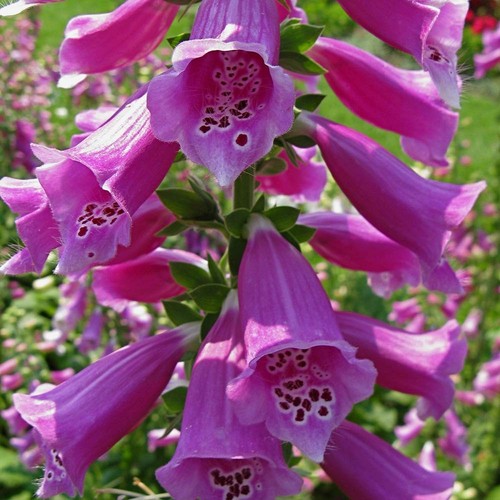 Common foxglove digitalis - common,