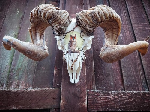 Decorated ram skull with owl - decorated,