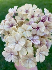 15 Phlox - Phlox Crème