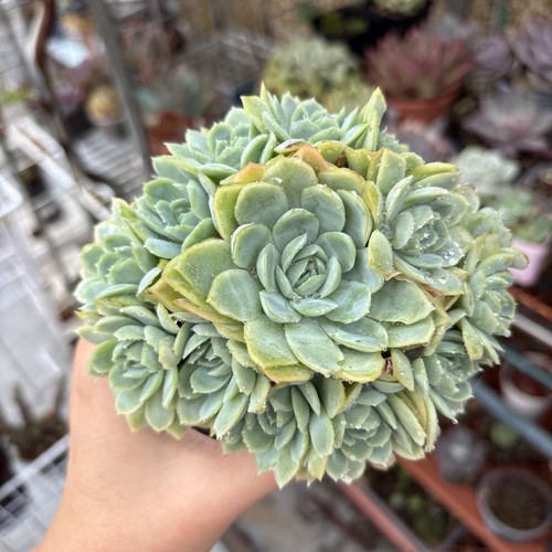 Echeveria rasberry ice