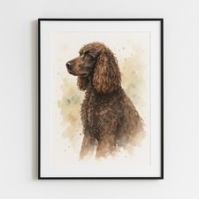 Irish Water Spaniel