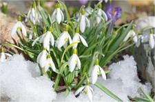 10X Giant Snowdrop Early