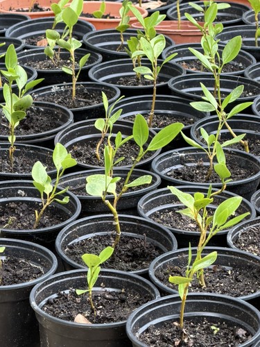 Grislinia littoralis hedge - grislinia,
