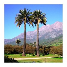 Jubaea chilensis - Chilean