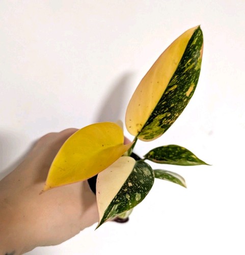 Philodendron green congo - philodendron,