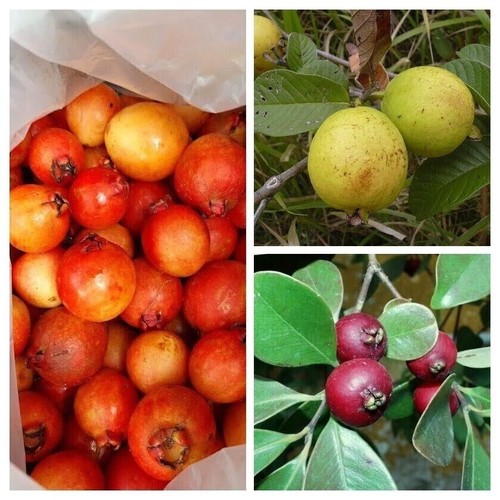 Strawberry guava package - strawberry,