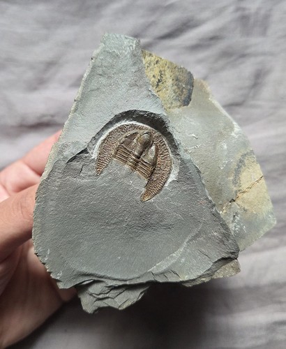 Nice very rare declivolithus - nice,