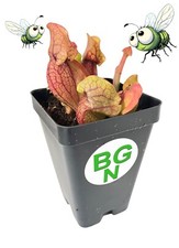 Purple Pitcher Plant -