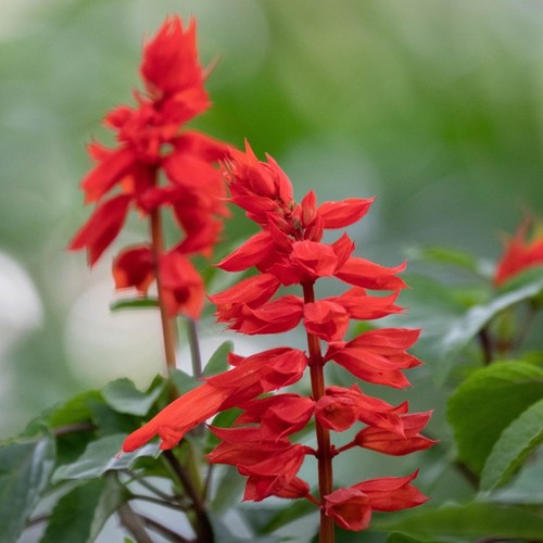 Flower salvia splendens - salvia,