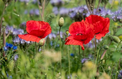 Stunning red poppy flower - red,