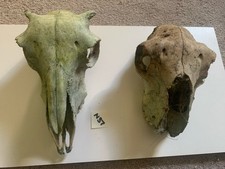 2 Sheep  Skulls   Taxidermy Art Craft Curio Film Sheep Skull Halloween