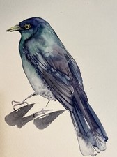 Common Grackle Bird Watercolor